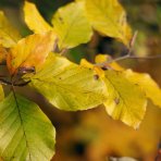 Buk lesný (Fagus sylvatica) ´DAWYCK GOLD´ - výška 200-220 cm, kont. C30L